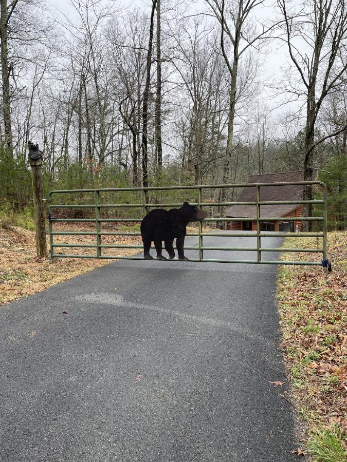 Great Smoky Mountains Cabin!, Secluded, Pet-Kid Friendly! 세비어빌 외부 사진